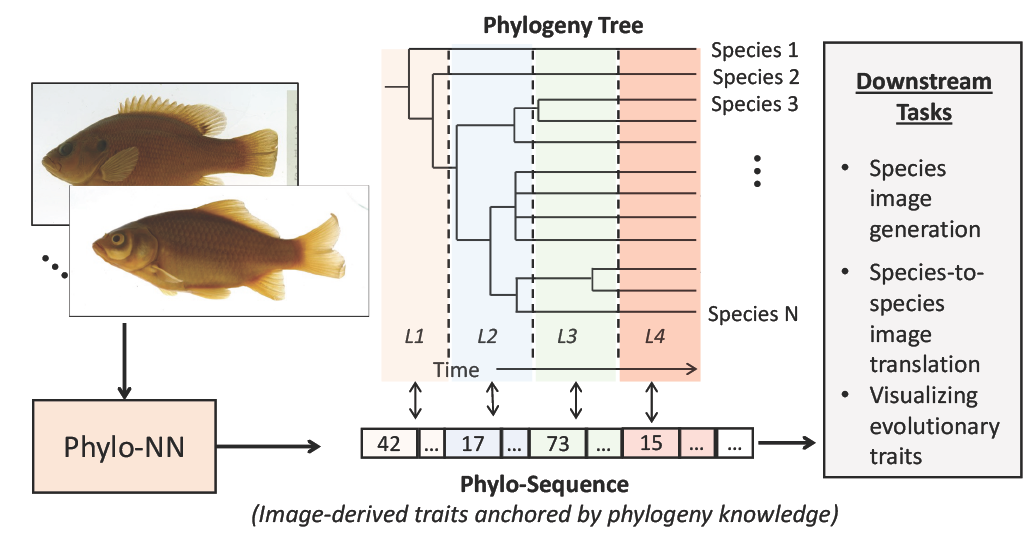 phyloNN_toc.png