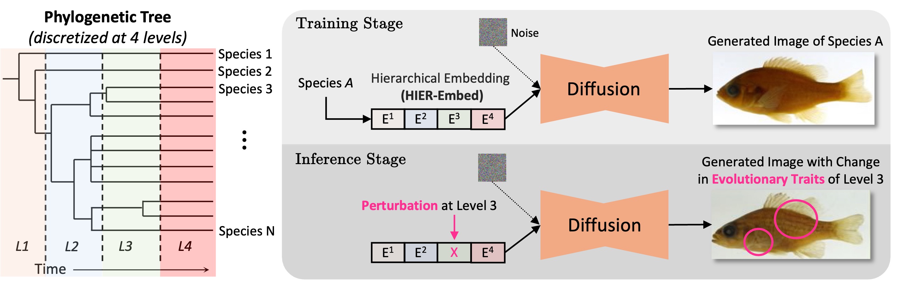 phylo_diffusion_architecture.jpg